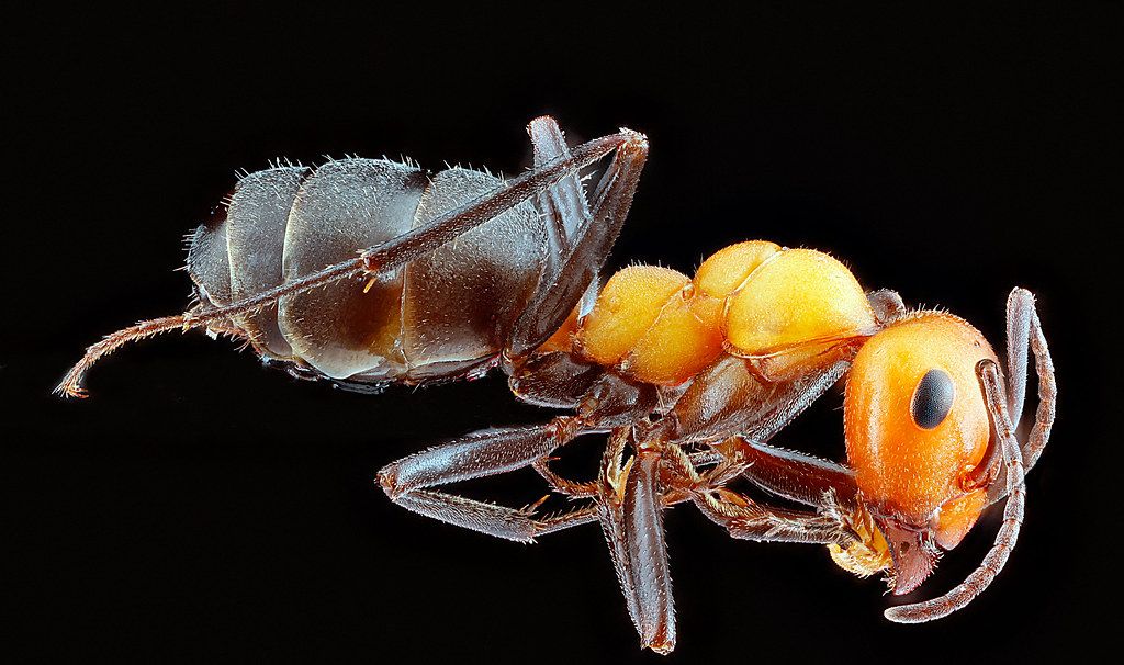 Ant Control service in West Allis, WI