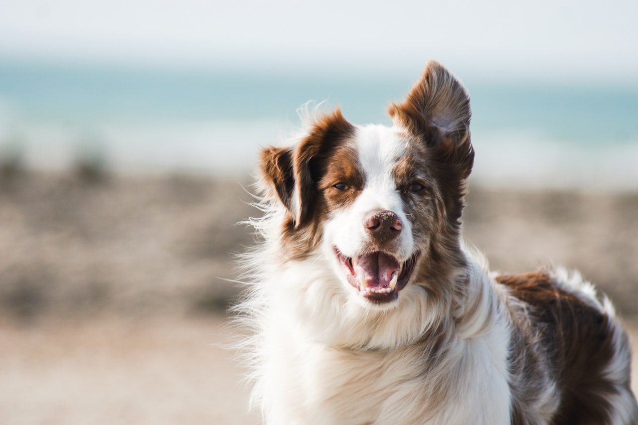 Flea & Tick Control service in West Allis, WI