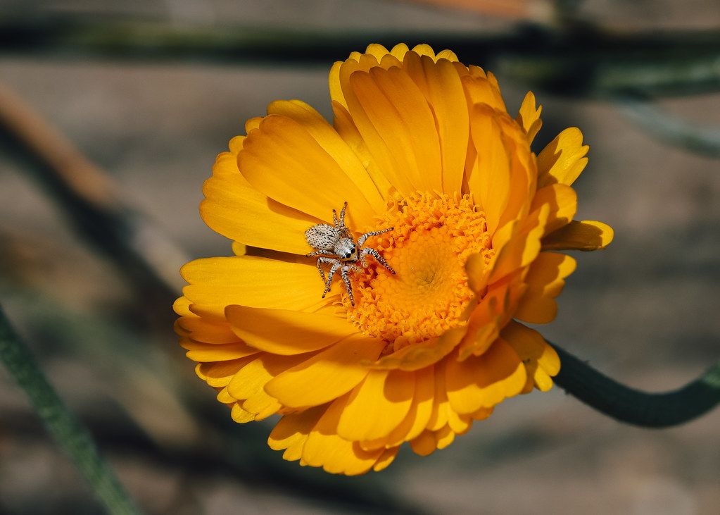 Spider Control service in West Allis, WI